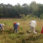 Op-13-september 2008 werd er heide geschoond