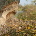 vraatsporen bever-Polen