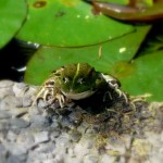 groene kikker groene kikker