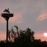 ooievaar ooievaars op nest