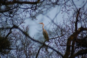 Blauwe reiger in kolonie Colenbrandersbos