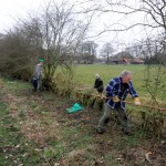 meidoornhaag snoeien