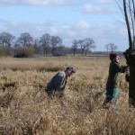 wilgen knotten