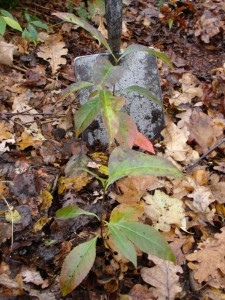 En die gaat er ook uit