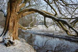 oude kastanje langs de Reest