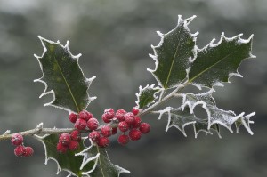 hulst uit "tussen regge en reest"