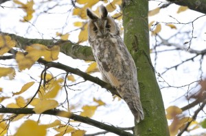 Ransuil - uit "tussen regge en reest"