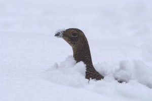 Korhennetje in de sneeuw uit "tussen regge en reest"