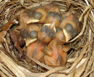 jonge bonte vliegenvangers net uit het ei