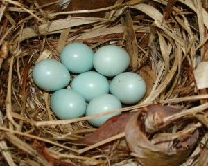eieren bonte vliegenvanger