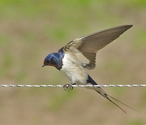 Boerenzwaluw 