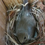 vrouwtje bonte vliegenvanger op nest