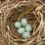 eieren bonte vliegenvanger