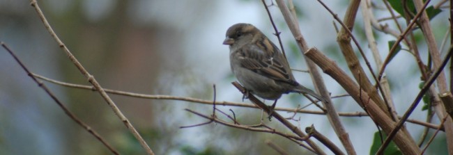 huismus in de tuin