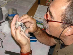 5. vetgraad bepalen