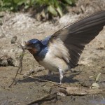 bron: vogeldagboek.nl
