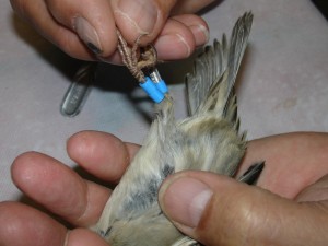 Huismus wordt geringd
