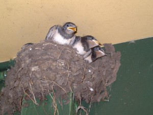 nesten boerenzwaluwen werden geteld