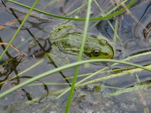 groene kikker