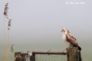 buizerd_08_02