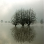 michiel schaap-knotwilgen in de uiterwaarden van de IJssel