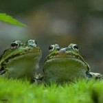 michiel schaap -groene kikkers