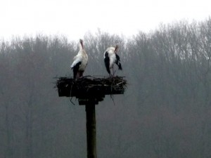 nestpaal Oud-avereest bezet -foto Jan Kuper