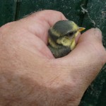 jonge pimpelmees laat zich goed bekijken