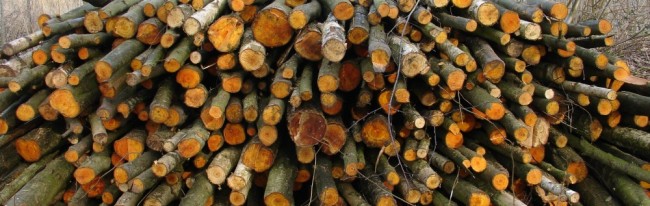 elzenhout kleurt oranjrood