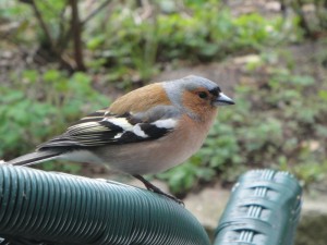 vink