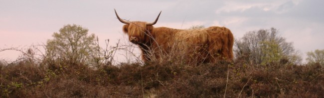 Schotse Hooglander