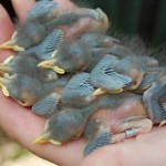 boomklevers- pas geringd