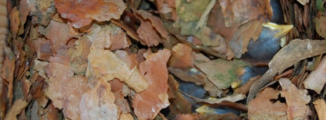 jonge boomklevers in nest