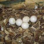 eieren steenuil
