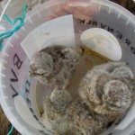 klaar om geringd te worden