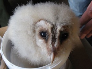 jonge kerkuil wordt gewogen