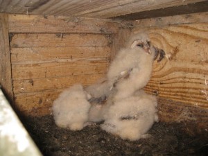 jonge kerkuilen in de nestkast