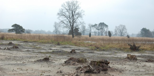 Straks groeit hier heide