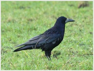 roek (bron:vogelbescherming)