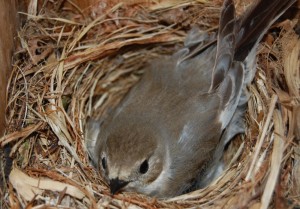 bonte vliegenvanger op nest