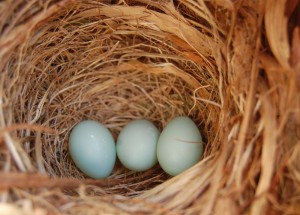 eieren bonte vliegenvanger