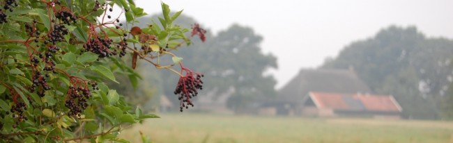 vlierbessen in de meidoonhaag