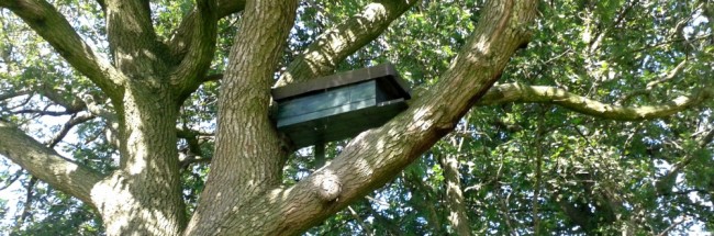 Steenuilkast in de boom. -