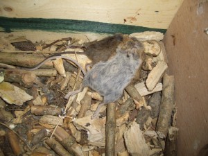 Voorraad muizen in de kast.