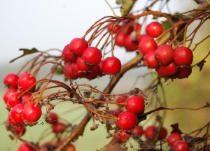  vruchten van de meidoorn
