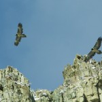 140,5 lammergier IMG_3664