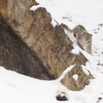 145 sneeuwluipaard IMG_3267