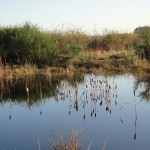 lisdodde