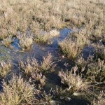 struikheide in het water