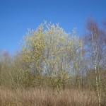 Bloeiende wilg